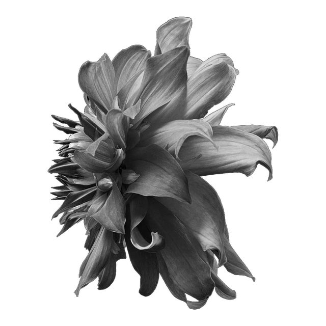 Black Dahlia #3, Black and White, Photography For Sale