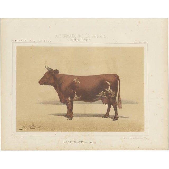 Olivier De Penne, Ayrshire Cow, Scottish Dairy Cattle, 1863, Chromolithograph For Sale - Image 3 of 9