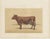 Olivier De Penne, Ayrshire Cow, Scottish Dairy Cattle, 1863, Chromolithograph For Sale - Image 3 of 9