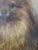 Late 19th Century Small Antique 19th Century Oil Painting Portrait of a Pomeranian Dog For Sale - Image 5 of 14