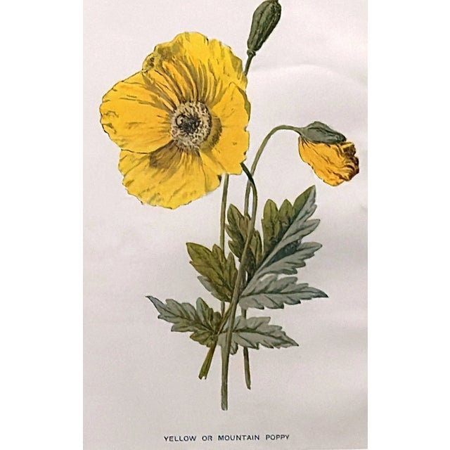 Beige Italian Frame With Mirrors and English Chromolithographic Prints of Flowers - 05 For Sale - Image 8 of 12