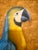 Vintage Boho Bamboo Parrot Painting, Illegible Signature, Framed 48” X 36 - Signed Unknown Artist For Sale - Image 12 of 12
