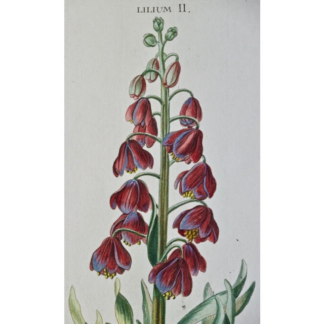 Realism "Lilium Persicum" Ehret 18th Century Hand Colored Botanical Engraving, 1774 For Sale - Image 3 of 6