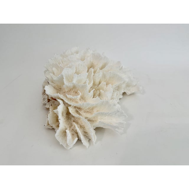 Late 20th Century Natural White Lettuce Coral Specimen Coastal Decor For Sale - Image 5 of 5
