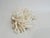 Late 20th Century Natural White Lettuce Coral Specimen Coastal Decor For Sale - Image 5 of 5