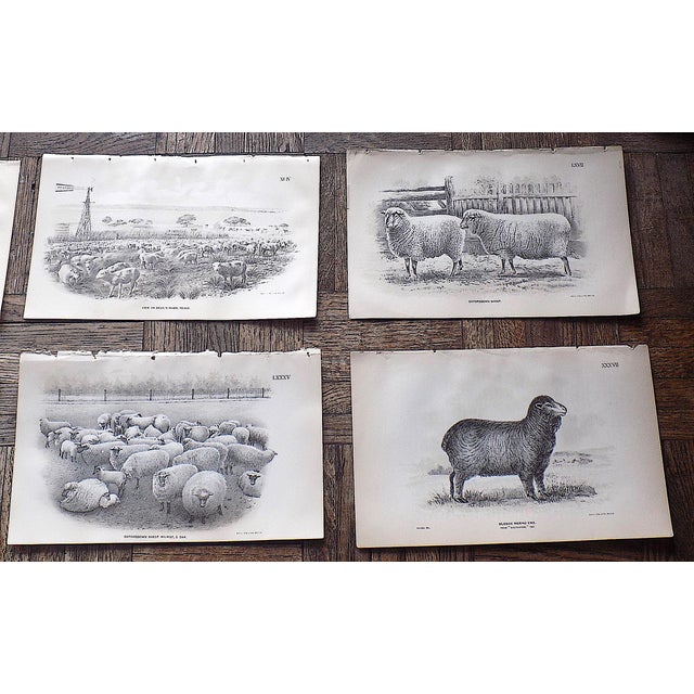 Realism Authentic Antique 19th Century Sheep Stone Lithographs - Set of 20 For Sale - Image 3 of 7
