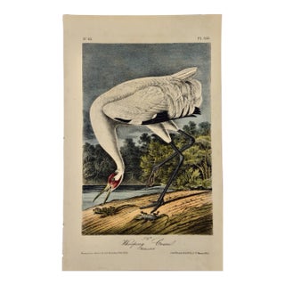 Male Whooping Crane: An Original 19th C. Audubon Hand-Colored Bird Lithograph, 1840-1844 For Sale