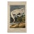 Male Whooping Crane: An Original 19th C. Audubon Hand-Colored Bird Lithograph, 1840-1844 For Sale