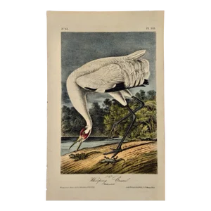 Male Whooping Crane: An Original 19th C. Audubon Hand-Colored Bird Lithograph, 1840-1844