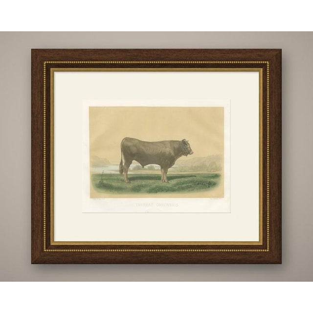 This antique cattle print portrays a heavy fawn Garonnais bull after Isidore Bonheur, engraved by C. Negre and printed by...