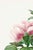 A graceful example of early 19th-century botanical illustration, this vintage art print reproduction features a peony...