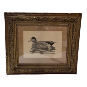 1980s American Wigeon by Fran Hulick