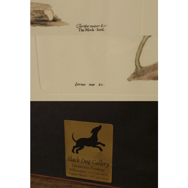 Sculpture Materials Vintage 'The Mock-Bird' Engraving after Mark Catesby For Sale - Image 7 of 13