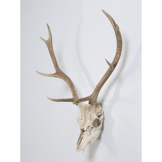 Antler 8-Point Mount from the Southwest region of France presumably from the 1960's. What is particularly nice is the size...