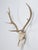 Antler 8-Point Mount from the Southwest region of France presumably from the 1960's. What is particularly nice is the size...