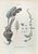 Lithograph hand watercolored. Plate from "Atlante di Botanica popolare ossia Illustrazione di Piante Notevoli di ogni...