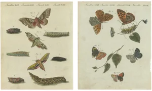 Hawk-Moths and Butterflies: Hand-Colored Engravings, Published, 1805, Print