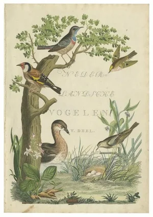 Sepp & Nozeman, Frontispiece of Volume 5 of Nederlandsche Vogelen, 1829, Print