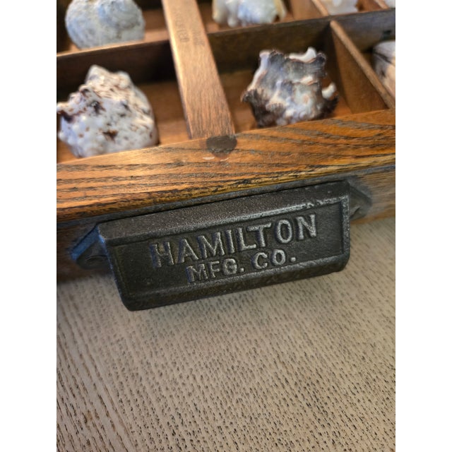 Antique Hamilton Letterpress Printer Tray Drawer With Natural Specimen Shells For Sale - Image 16 of 18