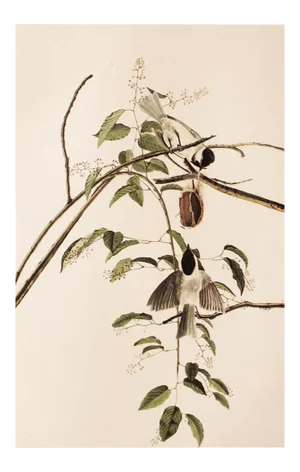 1966 Vintage Farmhouse Cottage Print "Carolina Titmouse" After John James Audubon