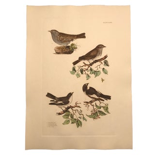 Traditional Fly Catchers - Hand Colored Copper Engraving by P. John Selby For Sale