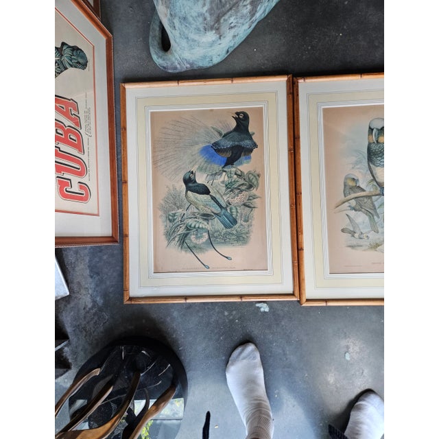Victorian Three Hand Colored J Gould Bird Prints For Sale - Image 3 of 11