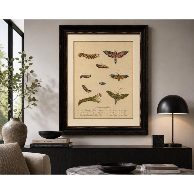 Cream Brodtmann, Deaths-Head Hawkmoth and Caterpillars, 1816, Lithograph For Sale - Image 8 of 9