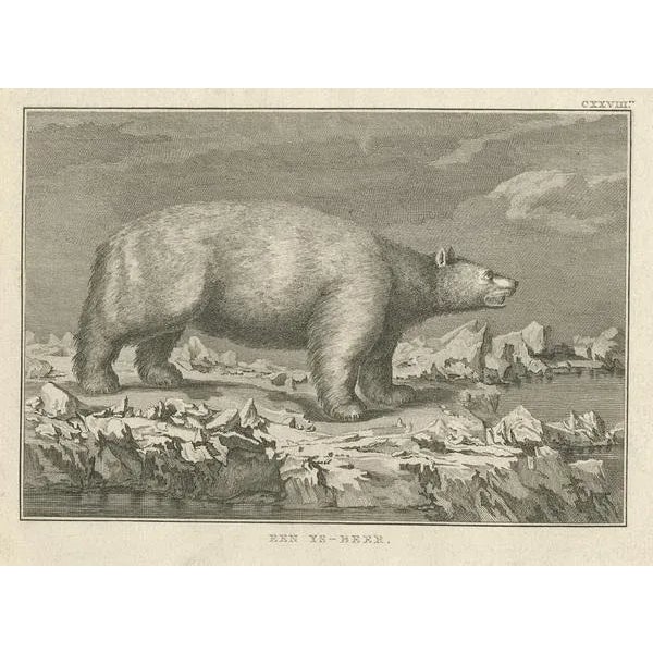 Early 19th Century Cook, Polar Bear, 1803, Paper For Sale - Image 5 of 6