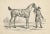 Horse Used for Hunting in England, 1890s, Paper For Sale - Image 3 of 6