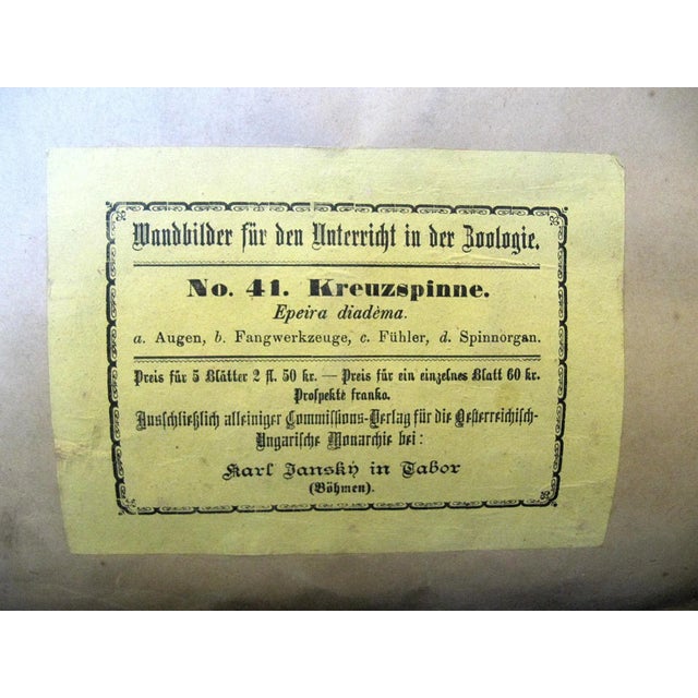 Antique Spider Zoology Poster from Karl Jansky, 1890s For Sale - Image 3 of 4
