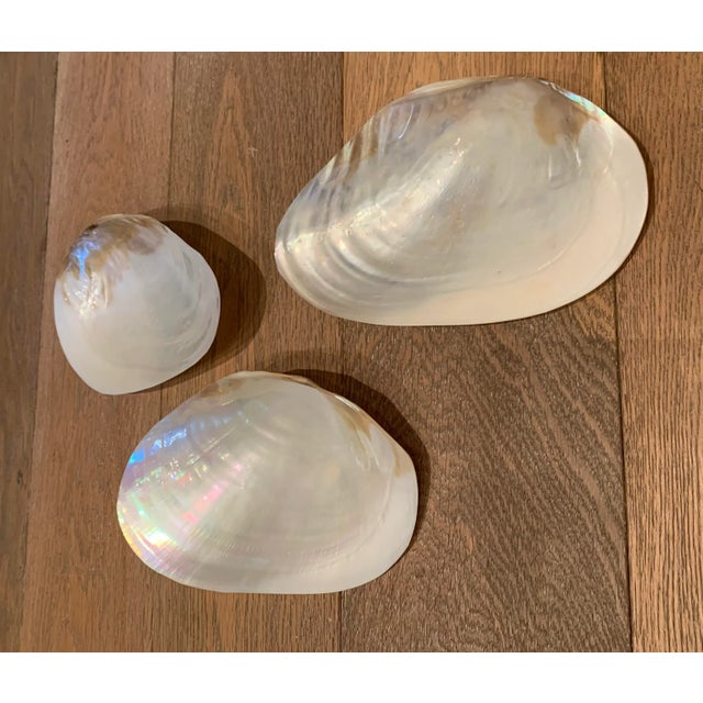 Vintage Shell Appetizer Dishes, Set of 3