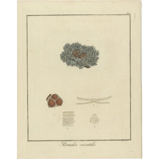 The image is an original antique hand-colored copperplate engraving of the lichen "Parmelia saxatilis", commonly known as...