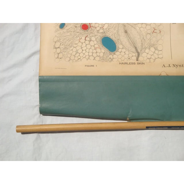 Mid 20th Century Medical School Pull Down Chart Heart & Skin Scientific Poster Illustration For Sale - Image 5 of 6