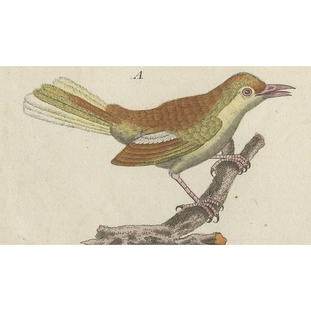 Bertuch, Lyrebird & Tailorbird, 1797, Engraving For Sale - Image 4 of 9