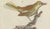 Bertuch, Lyrebird & Tailorbird, 1797, Engraving For Sale - Image 4 of 9