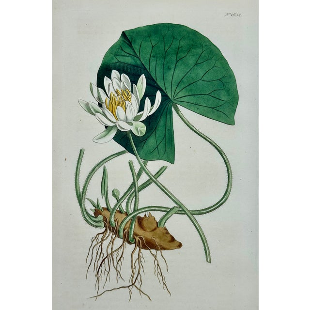 Illustration Azalea, Angel Flower, Lily, Soapwart Botanical Engravings by William Curtis, 1856 (Set of 4) For Sale - Image 3 of 5