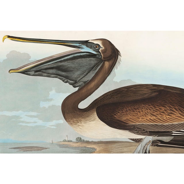 Brown Pelican, Vintage Art Print Reproduction From Birds of America by John James Audubon, 60" X 40" For Sale In Buffalo - Image 6 of 10