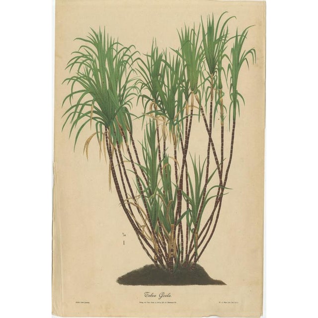 Antique sugarcane botanical chromolithograph, teboe goela, java 1892 this large and visually commanding chromolithograph...