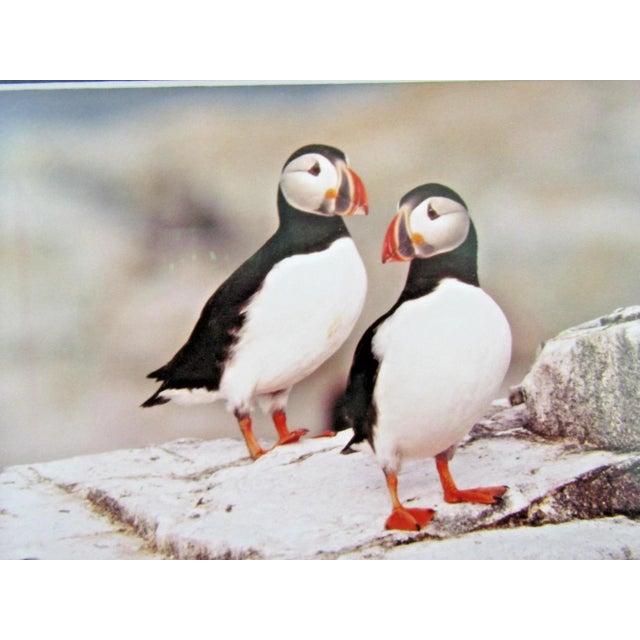 1980s 1980s Signed Thomas Mangelsen Puffin Pair Limited Edition 758/950 Matted and Framed For Sale - Image 5 of 10