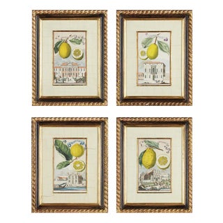 Johann Christoph Volckamer, Nürnbergische Hesperides, 1800s, Engraving & Paper, Set of 4 For Sale