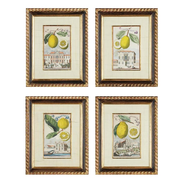 Johann Christoph Volckamer, Nürnbergische Hesperides, 1800s, Engraving & Paper, Set of 4 For Sale