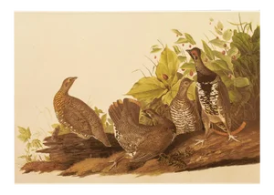 1966 Vintage Cottage XL Print "Spruce Grouse" After John James Audubon