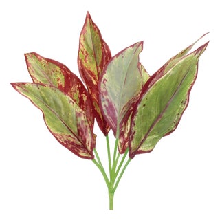 Variegated Foliage Plant (Set of 6) For Sale