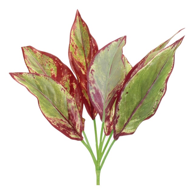 Variegated Foliage Plant (Set of 6) For Sale