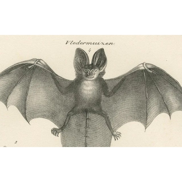 Anatomical Studies of Bats, 1836, Lithographs on Paper, Set of 2 For Sale - Image 6 of 11
