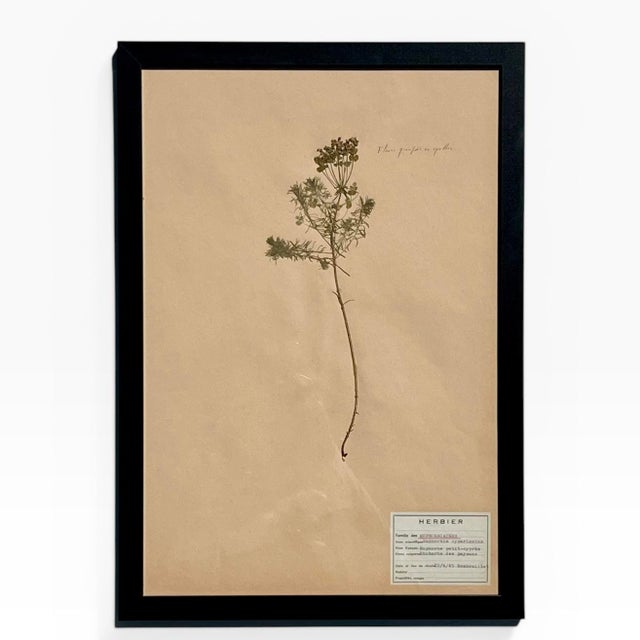 1965 French Herbarium Botanical Specimens – Set of 8 Custom Framed Pressed Botanicals For Sale - Image 4 of 18