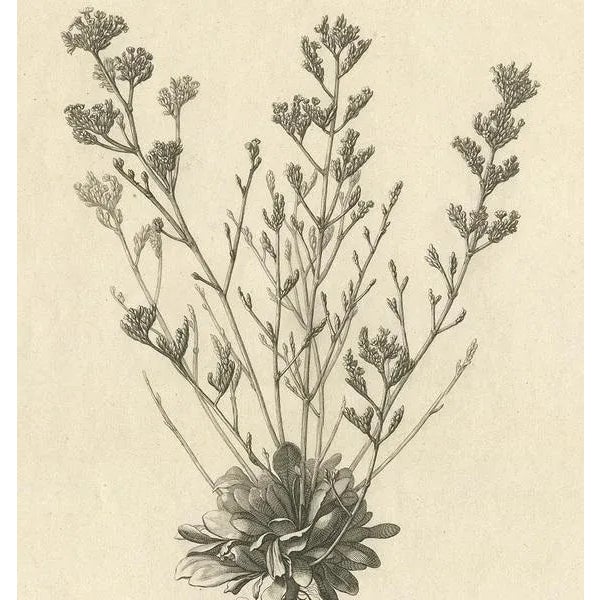 Dodart, Limonium Flowering Plant, 1680, Print For Sale - Image 3 of 6