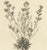 Dodart, Limonium Flowering Plant, 1680, Print For Sale - Image 3 of 6