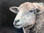 Early 21st Century Guinness by Carrie Goller | Oil and cold wax on wood panel Sheep portrait on dark background For Sale - Image 5 of 5