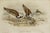 "Strepsilas Interpres." John Gould Turnstone lithograph c.1850 by John Gould (England, 1804-1881). Print by J. Gould &...